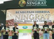 Syngenta Luncurkan Benih Padi Hibrida Ningrat NK2133 Tingkatkan Produktivitas Petani