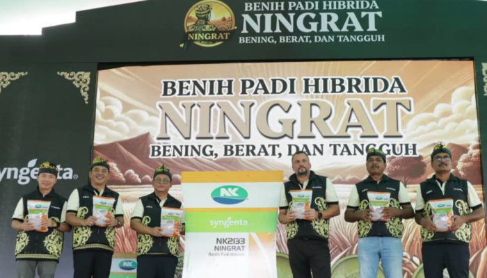 Syngenta Luncurkan Benih Padi Hibrida Ningrat NK2133 Tingkatkan Produktivitas Petani