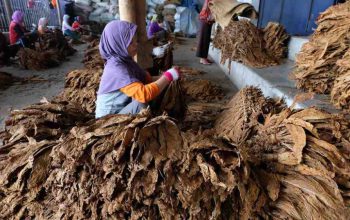 Hingga Awal Oktober, Serapan Tembakau di Pamekasan Capai 20.500 Ton