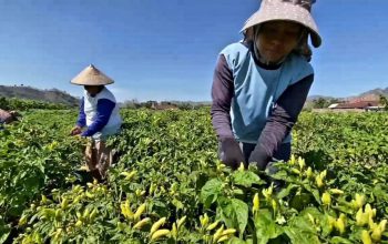 Awal Ramadan, Harga Cabai Rawit di Kediri Melonjak Tajam