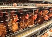 Ekspor Unggas Indonesia Tembus Rp18,2 Miliar, Pasar Global Kian Terbuka
