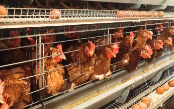 Ekspor Unggas Indonesia Tembus Rp18,2 Miliar, Pasar Global Kian Terbuka