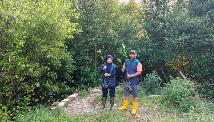 TPS Salurkan 3.000 Bibit Mangrove untuk Penghijauan Pesisir Sontoh Laut