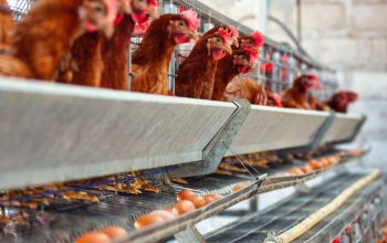 Kementan Kawal Penyerapan Ayam Hidup demi Perbaikan Harga di Tingkat Peternak