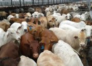 Pemerintah Bidik Sapi Brasil untuk Percepat Swasembada Daging Nasional