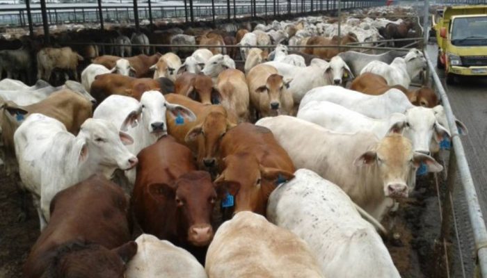 Pemerintah Bidik Sapi Brasil untuk Percepat Swasembada Daging Nasional