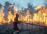 Kemenhut Ungkap Tiga Modus Karhutla, dari Pembukaan Lahan hingga Jual Beli Kawasan Hutan