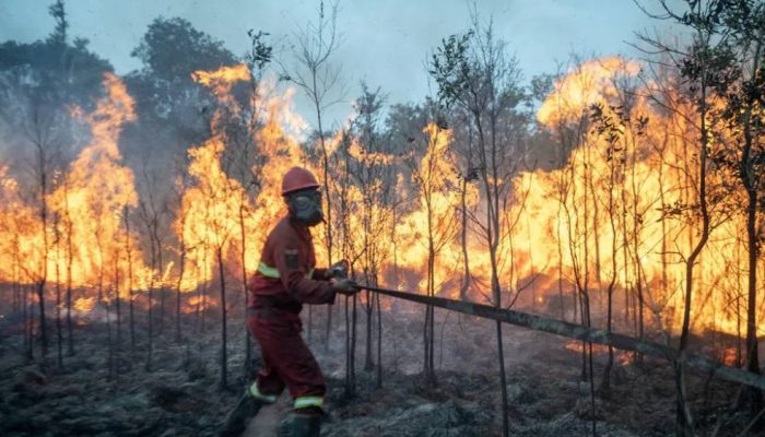 Kemenhut Ungkap Tiga Modus Karhutla, dari Pembukaan Lahan hingga Jual Beli Kawasan Hutan