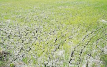 Kementan Salurkan Air ke 3.233 Hektare Lahan Padi Terdampak Kekeringan di Lamongan