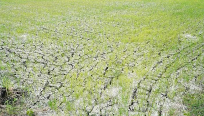 Kementan Salurkan Air ke 3.233 Hektare Lahan Padi Terdampak Kekeringan di Lamongan