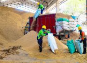 SIG Tekan Emisi dengan Biomassa, Pabrik Tuban Gunakan 400 Ton Sekam Padi per Hari