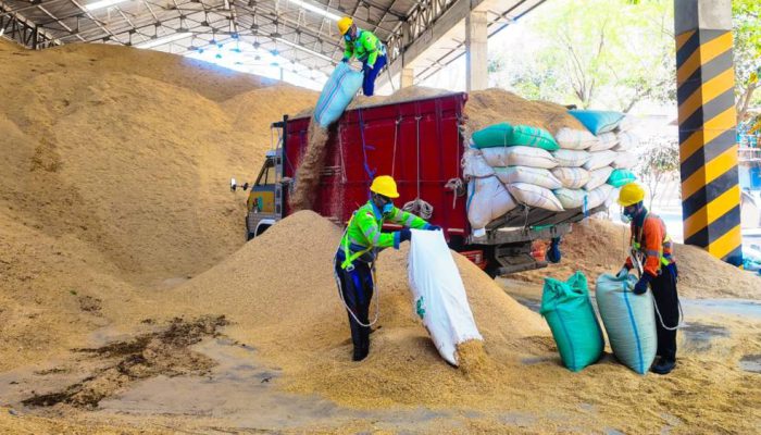 SIG Tekan Emisi dengan Biomassa, Pabrik Tuban Gunakan 400 Ton Sekam Padi per Hari